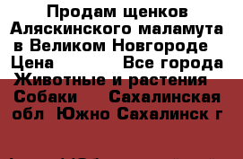 Продам щенков Аляскинского маламута в Великом Новгороде › Цена ­ 5 000 - Все города Животные и растения » Собаки   . Сахалинская обл.,Южно-Сахалинск г.